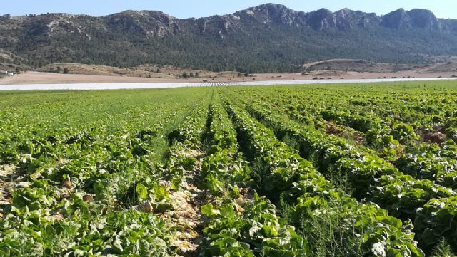 “Yecla no es la huerta de Europa” - 4, Foto 4