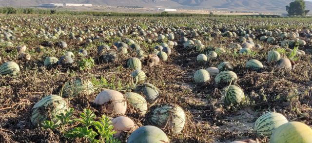 “Yecla no es la huerta de Europa” - 5, Foto 5