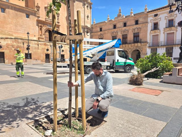Plaza de España renovará su arbolado con la plantación de nuevos ejemplares para mejorar el sombraje y la imagen vegetal del entorno - 2, Foto 2
