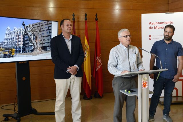 El Ayuntamiento realizará un diagnóstico en profundidad del ficus de Santo Domingo para determinar las medidas necesarias para su conservación - 2, Foto 2