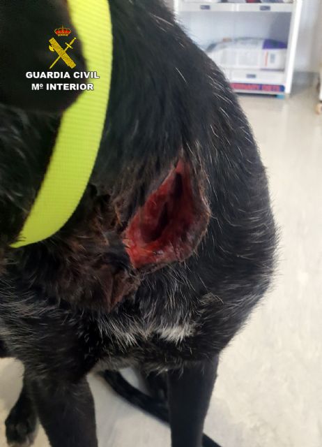 La Guardia Civil investiga al propietario de una perra por abandonarla con graves heridas en Librilla - 2, Foto 2