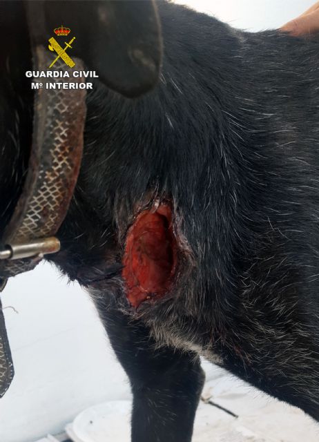 La Guardia Civil investiga al propietario de una perra por abandonarla con graves heridas en Librilla - 3, Foto 3