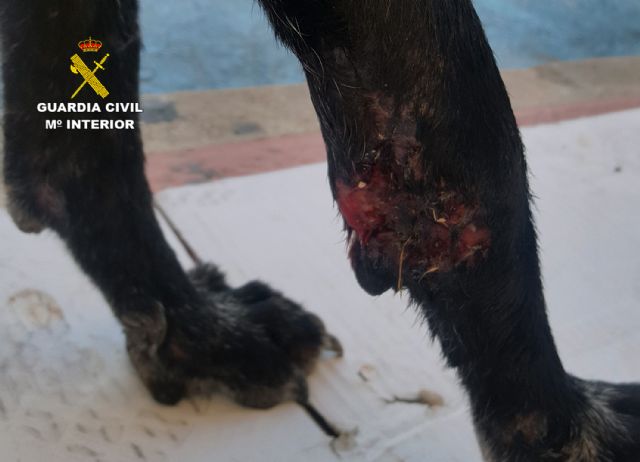 La Guardia Civil investiga al propietario de una perra por abandonarla con graves heridas en Librilla - 4, Foto 4