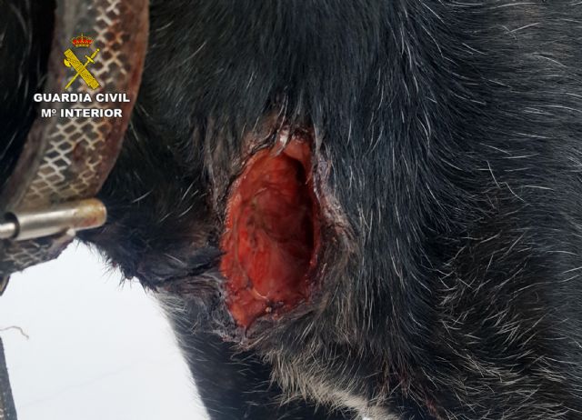 La Guardia Civil investiga al propietario de una perra por abandonarla con graves heridas en Librilla - 5, Foto 5
