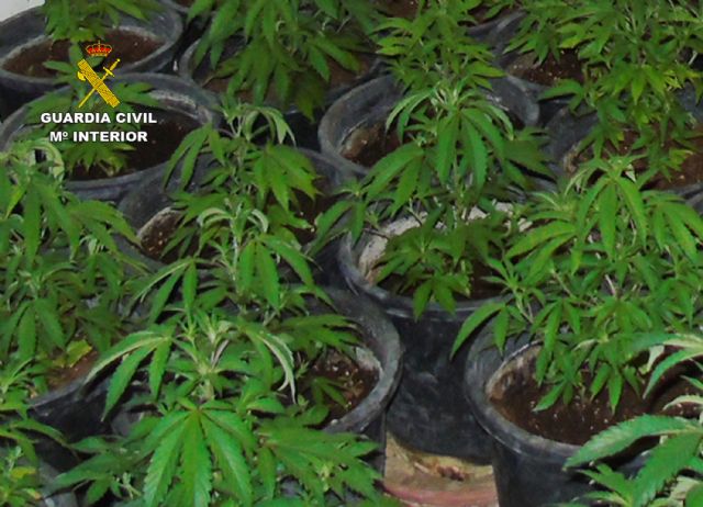 La Guardia Civil desmantela un invernadero clandestino de marihuana en Bullas - 2, Foto 2