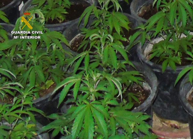 La Guardia Civil desmantela un invernadero clandestino de marihuana en Bullas - 3, Foto 3