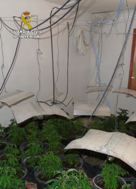 La Guardia Civil desmantela un invernadero clandestino de marihuana en Bullas - 4, Foto 4