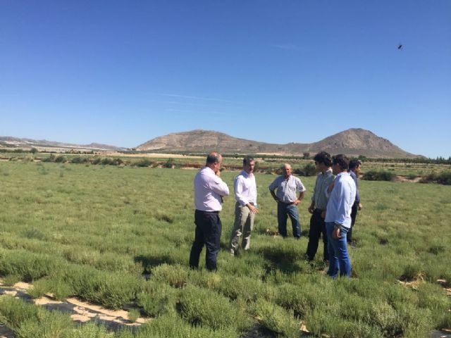 El cultivo de aromáticas y medicinales de la Región crece a un ritmo del 25 por ciento anual - 1, Foto 1