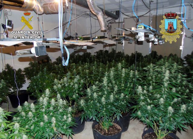 Desmanteladas en Bullas dos plantaciones indoor de marihuana con más de un centenar de plantas - 1, Foto 1