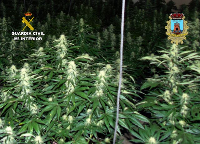 Desmanteladas en Bullas dos plantaciones indoor de marihuana con más de un centenar de plantas - 2, Foto 2