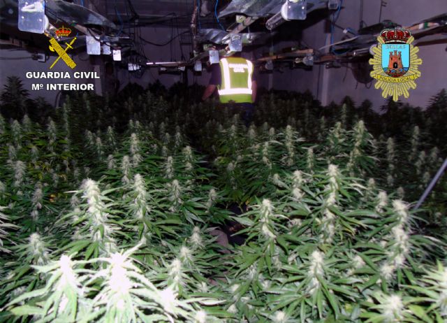 Desmanteladas en Bullas dos plantaciones indoor de marihuana con más de un centenar de plantas - 3, Foto 3
