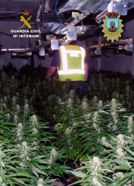 Desmanteladas en Bullas dos plantaciones indoor de marihuana con más de un centenar de plantas - 4, Foto 4