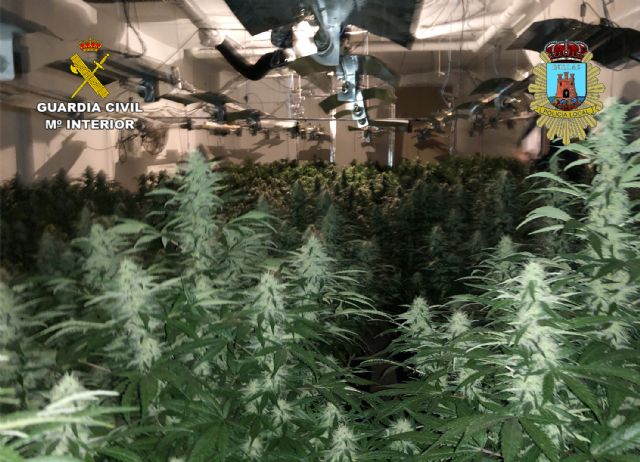Desmanteladas en Bullas dos plantaciones indoor de marihuana con más de un centenar de plantas - 5, Foto 5