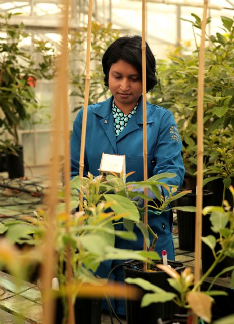 La nueva generación de aguacates de la Universidad de California y Eurosemillas será más rentable y ampliará el calendario del Hass - 1, Foto 1