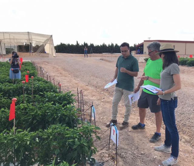 Presentan en Murcia los primeros resultados de su ensayo en pimiento - 1, Foto 1