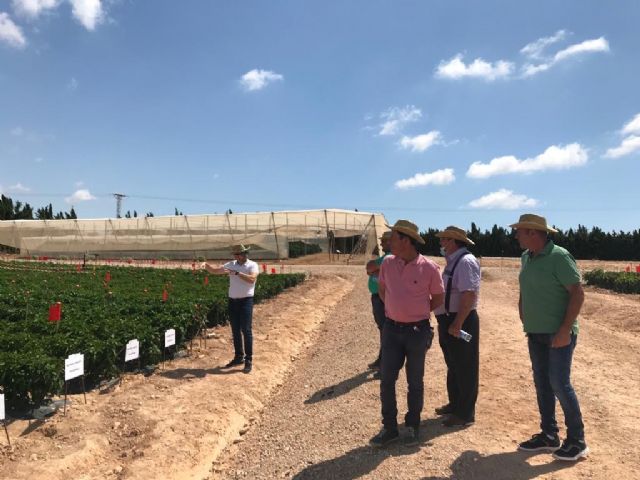 Presentan en Murcia los primeros resultados de su ensayo en pimiento - 2, Foto 2