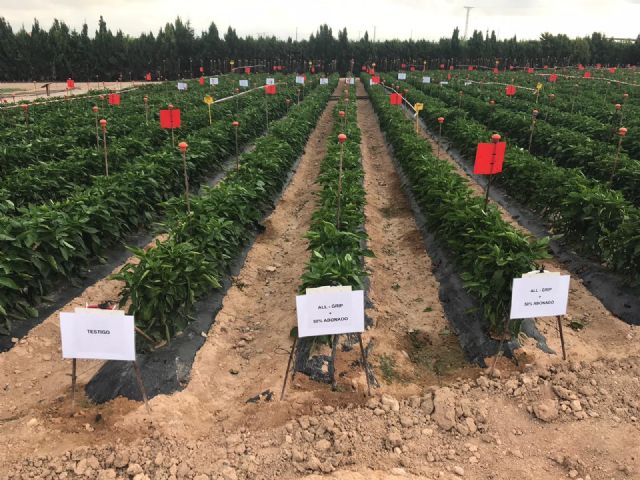 Presentan en Murcia los primeros resultados de su ensayo en pimiento - 3, Foto 3