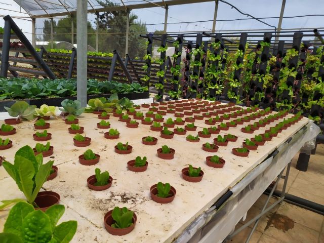 El Gobierno regional fomenta la acuaponía como motor de crecimiento y alternativa a la explotación agrícola tradicional - 1, Foto 1