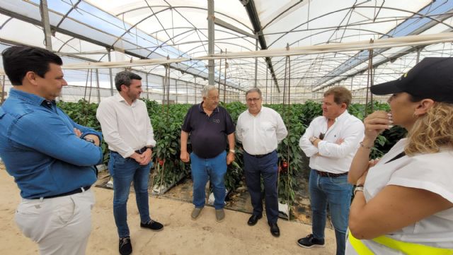 Antonio destaca que la última tecnología de los invernaderos de pimiento permite un cultivo eficiente y eficaz - 1, Foto 1