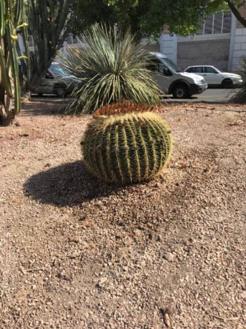 100 cactus de gran tamaño decorarán los jardines de Murcia - 2, Foto 2