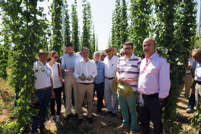 El cultivo de lúpulo en Caravaca ofrece buenos resultados y se perfila como una alternativa rentable para la agricultura de la zona - 2, Foto 2