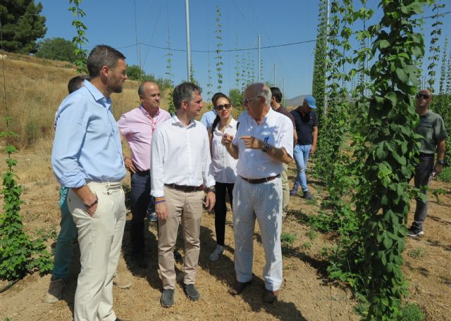 El cultivo de lúpulo en Caravaca ofrece buenos resultados y se perfila como una alternativa rentable para la agricultura de la zona - 3, Foto 3