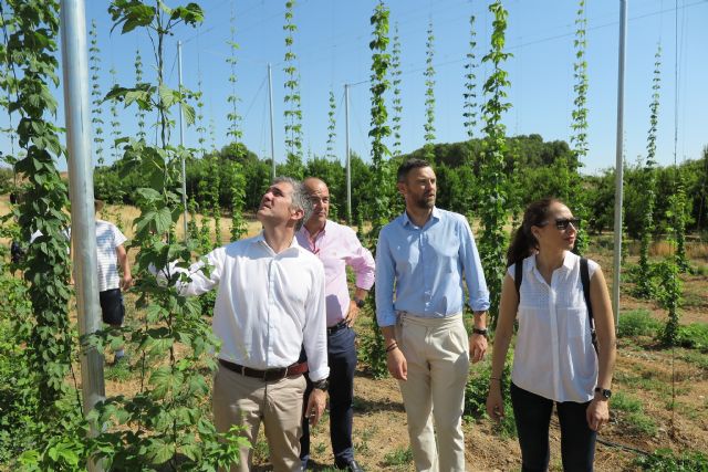 El cultivo de lúpulo en Caravaca ofrece buenos resultados y se perfila como una alternativa rentable para la agricultura de la zona - 4, Foto 4