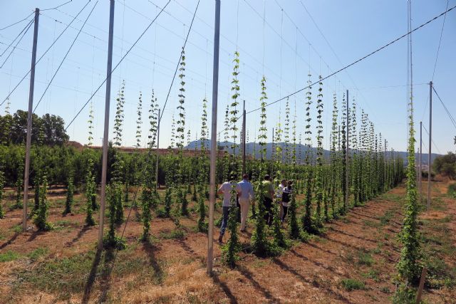 El cultivo de lúpulo en Caravaca ofrece buenos resultados y se perfila como una alternativa rentable para la agricultura de la zona - 5, Foto 5