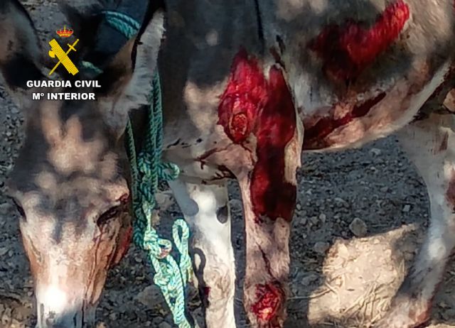 Investigan en Moratalla a un hombre por arrastrar con un coche a un burro hasta herirlo gravemente - 1, Foto 1