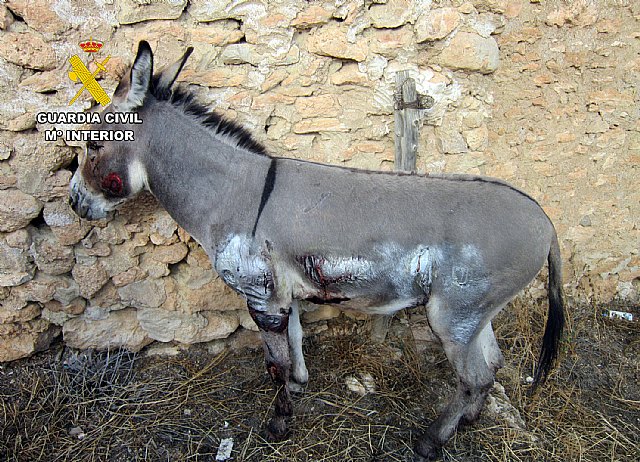 Investigan en Moratalla a un hombre por arrastrar con un coche a un burro hasta herirlo gravemente - 2, Foto 2