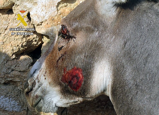 Investigan en Moratalla a un hombre por arrastrar con un coche a un burro hasta herirlo gravemente - 3, Foto 3