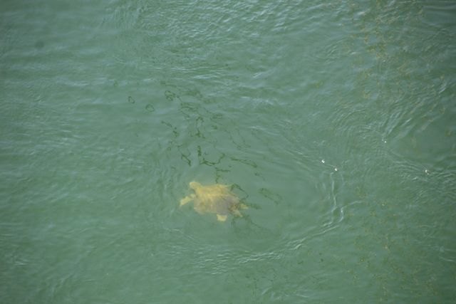 Ejemplar de tortuga marina fotografiado en el Canal del Estacio (Aurora Gil)., Foto 1