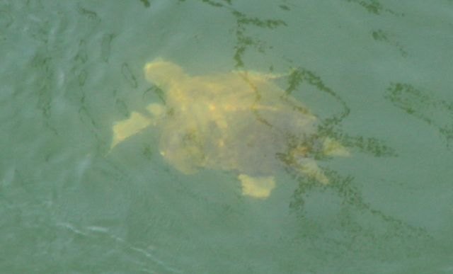 Macho de tortuga boba adulto en el Canal del Estacio - 2, Foto 2
