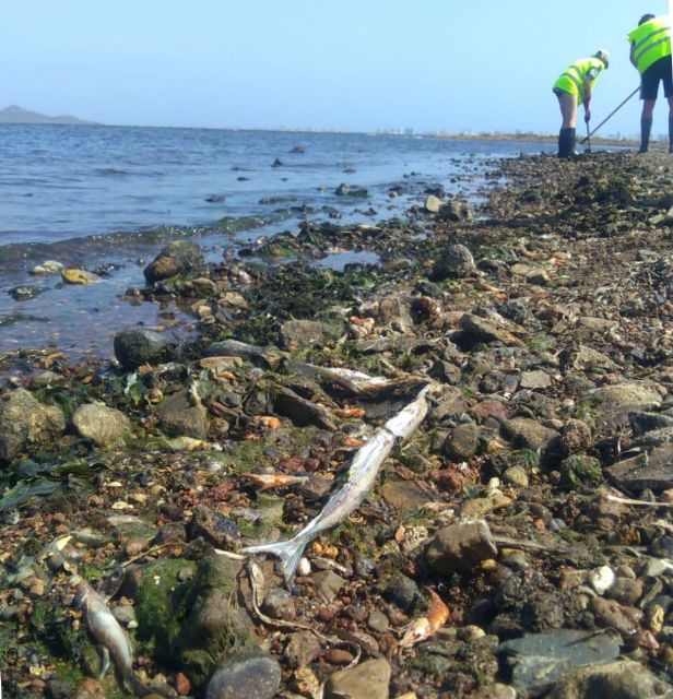 Ecologistas en Acción reclama al Gobierno Regional soluciones en origen para salvar el Mar Menor - 2, Foto 2