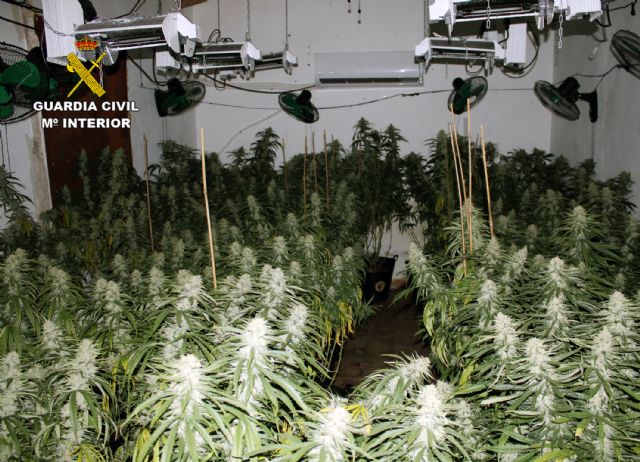 La Guardia Civil desmantela tres plantaciones de marihuana en Cartagena y Fuente Álamo - 2, Foto 2