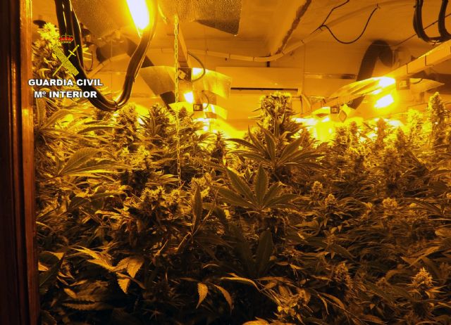 La Guardia Civil desmantela tres plantaciones de marihuana en Cartagena y Fuente Álamo - 4, Foto 4
