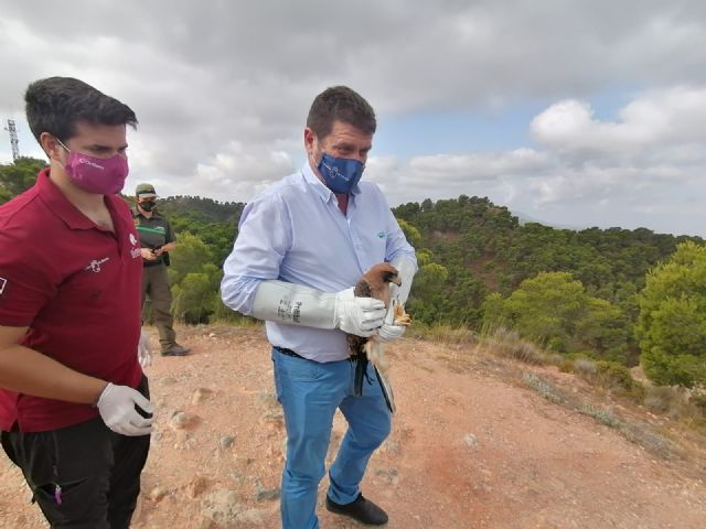 Devuelto a la naturaleza un ejemplar de águila calzada tras ser tratado en el Centro de Recuperación de la Comunidad Autónoma - 1, Foto 1