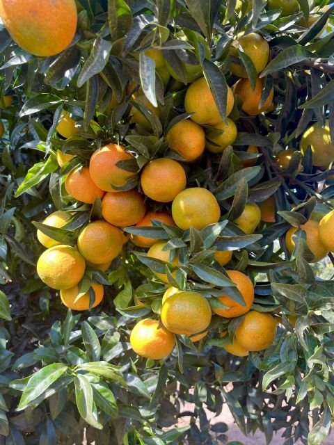 Bagu lanza XLO, una revolucionaria clementina precoz, de gran calibre y fácil manejo en el campo - 1, Foto 1
