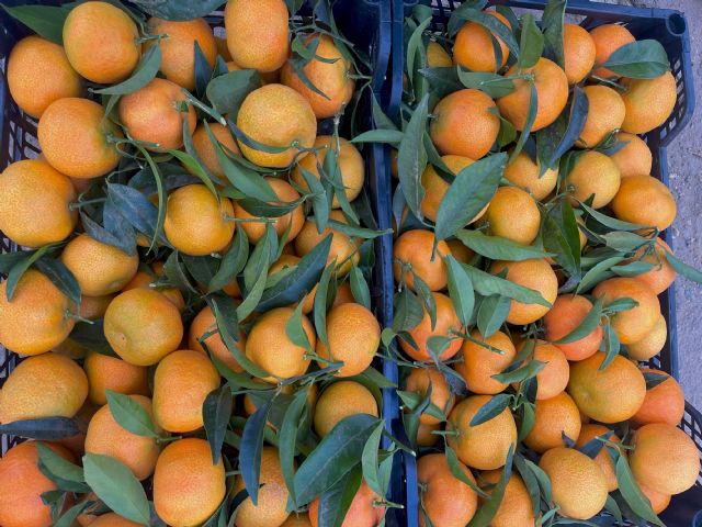 Bagu lanza XLO, una revolucionaria clementina precoz, de gran calibre y fácil manejo en el campo - 2, Foto 2