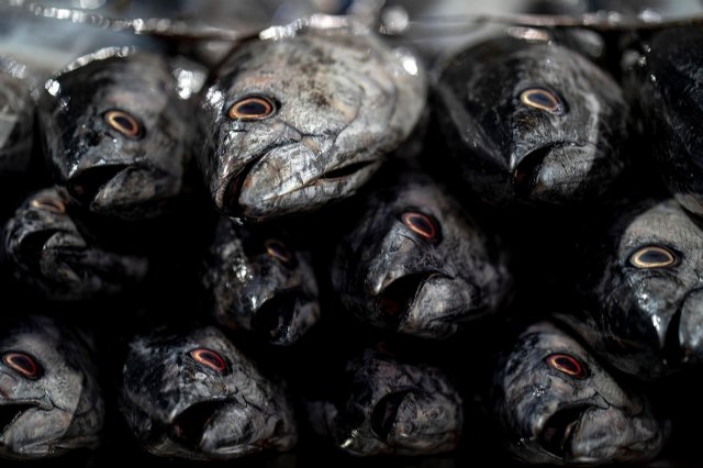 Bonito: por qué debes incorporarlo en tu dieta (no todo es salmón en el mundo del pescado azul) - 1, Foto 1