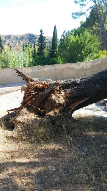 Se cae un pino centenario junto al Monasterio de Santa Ana - 1, Foto 1
