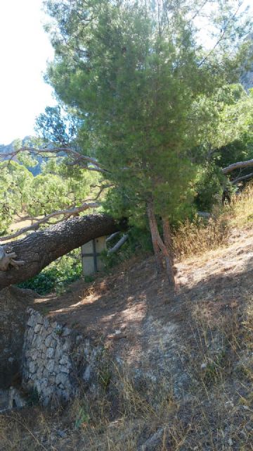Se cae un pino centenario junto al Monasterio de Santa Ana - 2, Foto 2