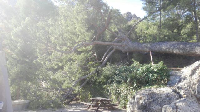Se cae un pino centenario junto al Monasterio de Santa Ana - 3, Foto 3