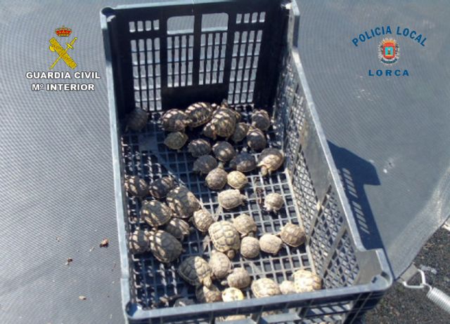 Detienen a un matrimonio por elaboración y venta de droga en una vivienda de Almendricos-Lorca - 4, Foto 4