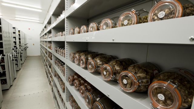 El Royal Botanic Gardens Kew de Londres abre sus puertas a los alumnos de Agrónomos - 3, Foto 3