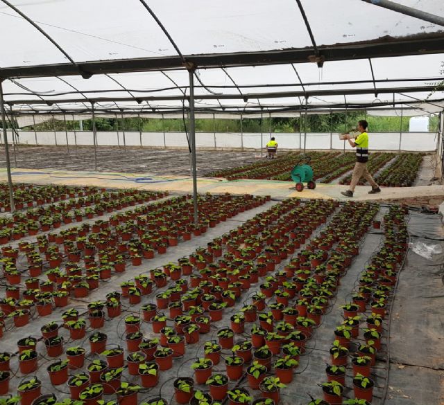 El vivero municipal del Mayayo está trabajando ya en el cultivo de más de 20.000 flores de Pascua - 1, Foto 1