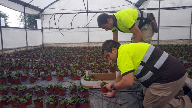 El vivero municipal del Mayayo está trabajando ya en el cultivo de más de 20.000 flores de Pascua - 2, Foto 2