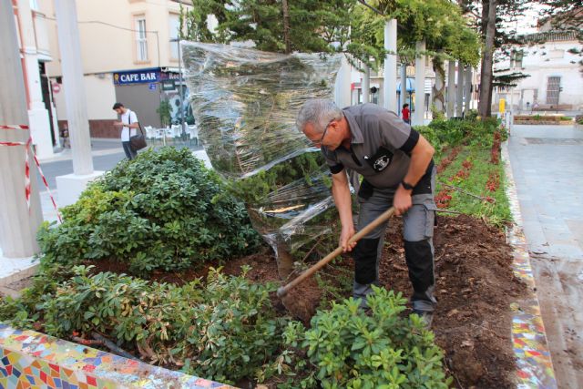 Dos cedros nuevos para el Jardn de los Patos y La Cubana, Foto 3