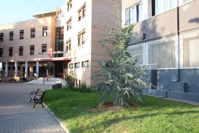 Dos cedros nuevos para el Jardn de los Patos y La Cubana, Foto 4