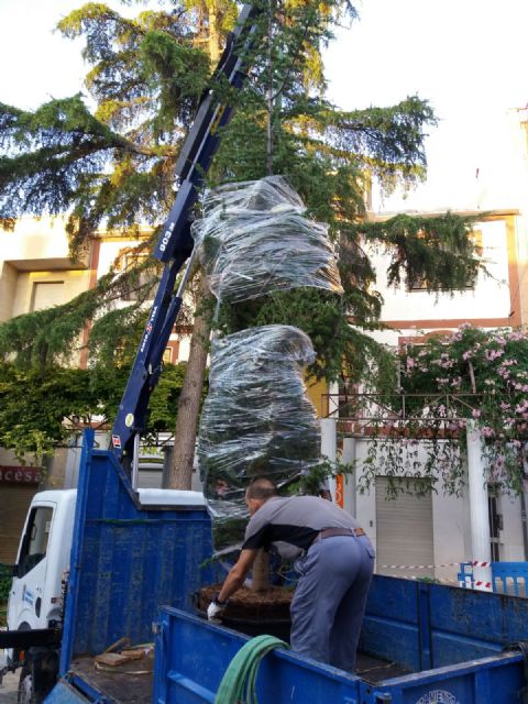 Dos cedros nuevos para el Jardn de los Patos y La Cubana, Foto 5
